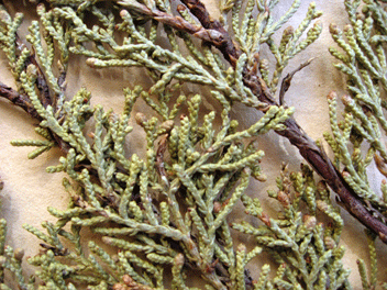 Cupressus forbesii