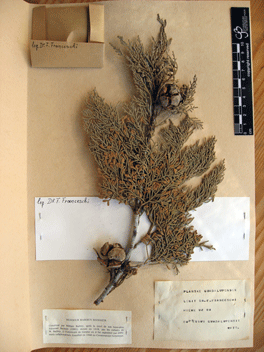 Cupressus guadalupensis