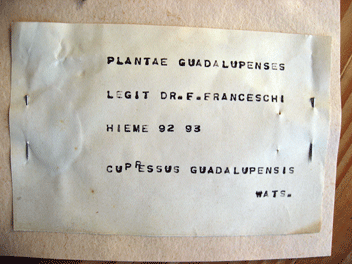 Cupressus guadalupensis