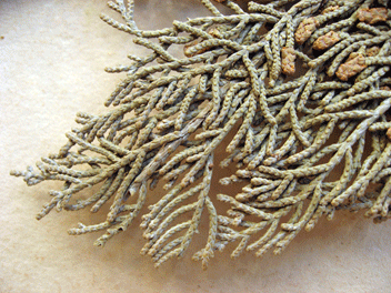 Cupressus guadalupensis