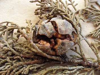 Cupressus guadalupensis
