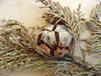 Cupressus guadalupensis