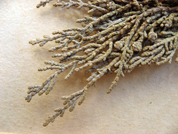Cupressus guadalupensis