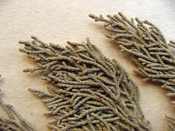 Cupressus guadalupensis
