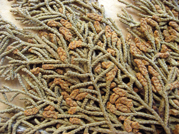 Cupressus guadalupensis