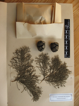 Cupressus macrocarpa