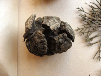 Cupressus macrocarpa