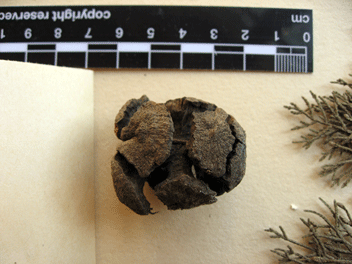 Cupressus macrocarpa