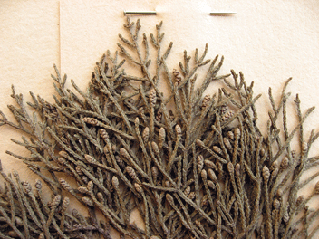 Cupressus macrocarpa