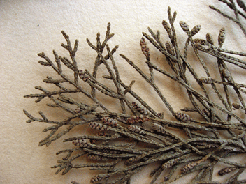 Cupressus macrocarpa