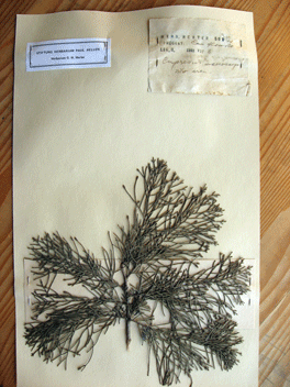 Cupressus macrocarpa