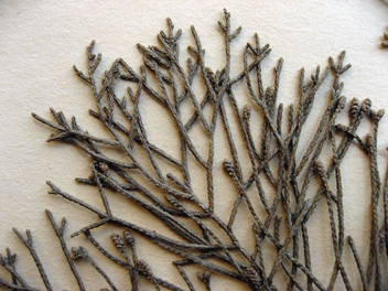 Cupressus macrocarpa