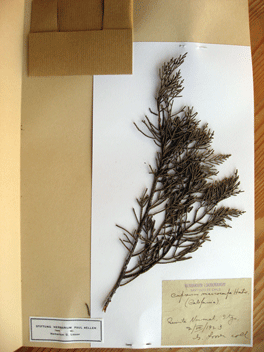 Cupressus macrocarpa