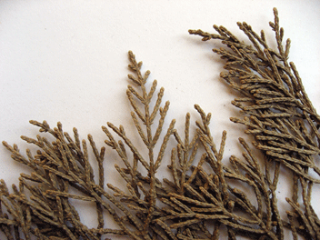 Cupressus macrocarpa