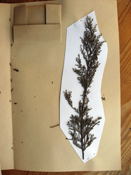 Cupressus macrocarpa