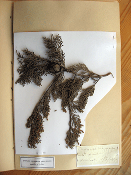 Cupressus macrocarpa
