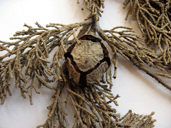 Cupressus macrocarpa
