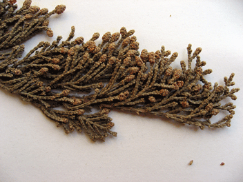Cupressus macrocarpa