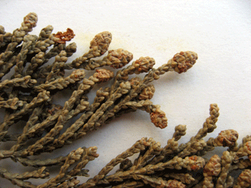 Cupressus macrocarpa