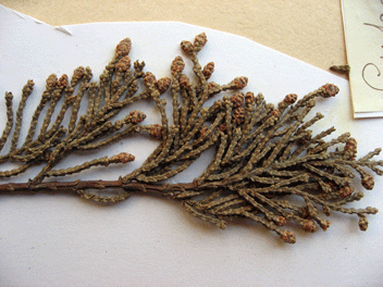 Cupressus macrocarpa
