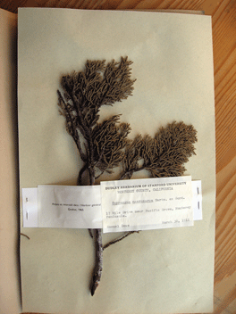 Cupressus macrocarpa