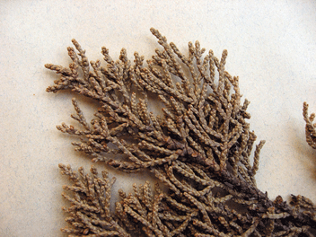 Cupressus macrocarpa