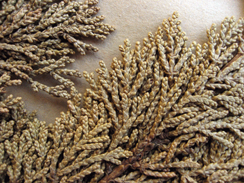 Cupressus macrocarpa