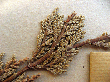 Cupressus macrocarpa
