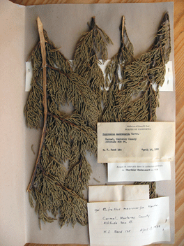 Cupressus macrocarpa