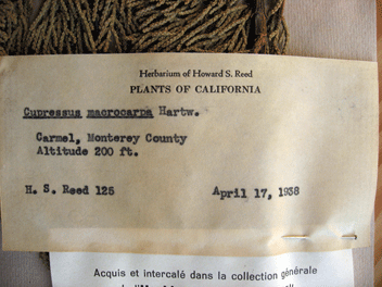 Cupressus macrocarpa
