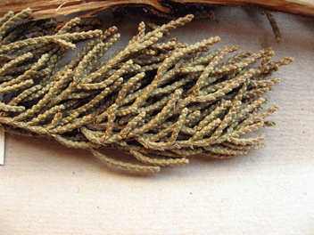 Cupressus macrocarpa