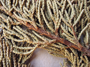 Cupressus macrocarpa