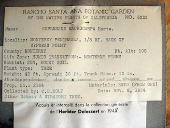 Cupressus macrocarpa