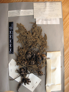 Cupressus macrocarpa