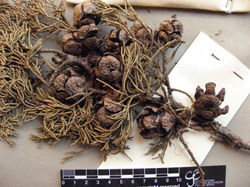 Cupressus macrocarpa