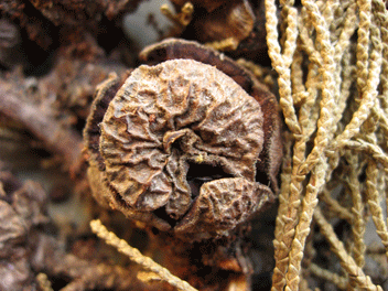 Cupressus macrocarpa