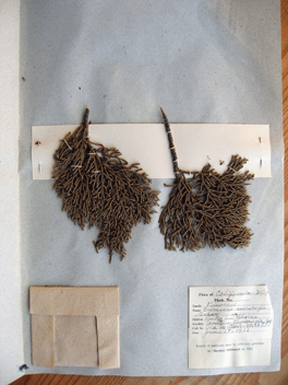 Cupressus macrocarpa