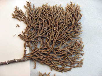 Cupressus macrocarpa