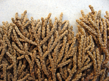 Cupressus macrocarpa