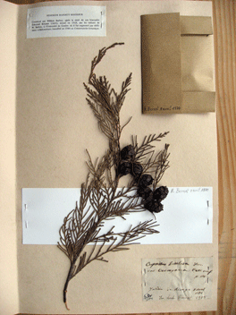 Cupressus torulosa