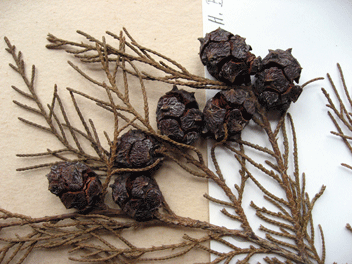 Cupressus torulosa