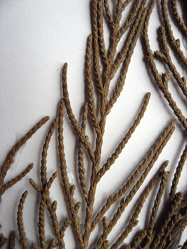 Cupressus torulosa