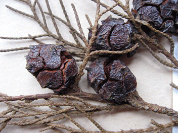Cupressus torulosa