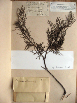 Cupressus torulosa