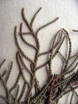 Cupressus torulosa