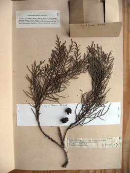 Cupressus torulosa