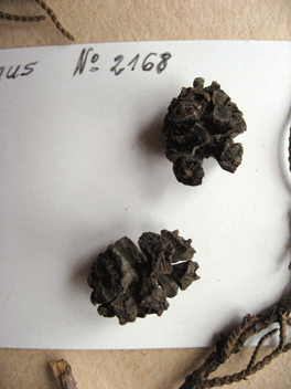 Cupressus torulosa