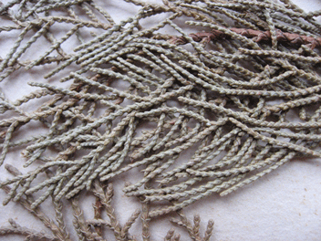 Cupressus torulosa