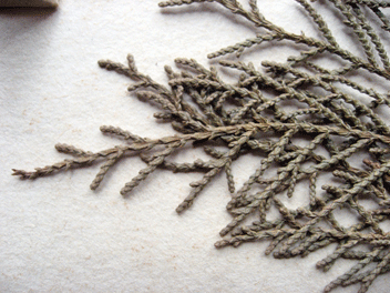 Cupressus torulosa