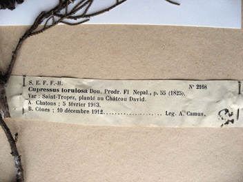 Cupressus torulosa